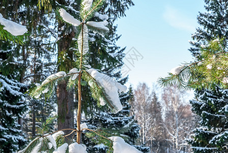 十二月冬季寒冷的森林中覆盖着毛绒雪的采样树皮图片