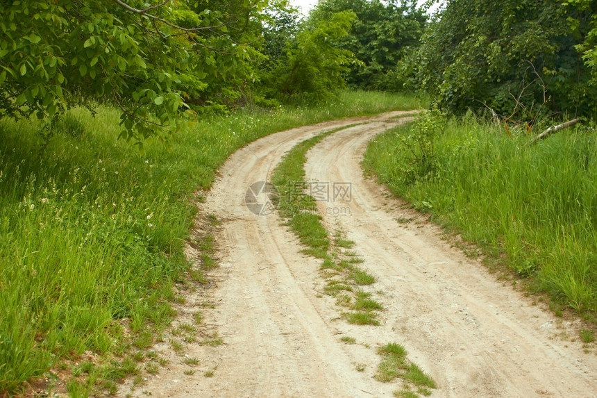 夏季树木之间的农村泥土路风景植物环境图片