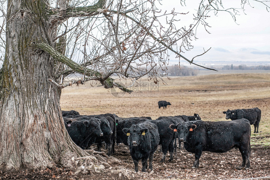 农田夏天颜色布朗费尔德的黑牛群温泉下雪图片