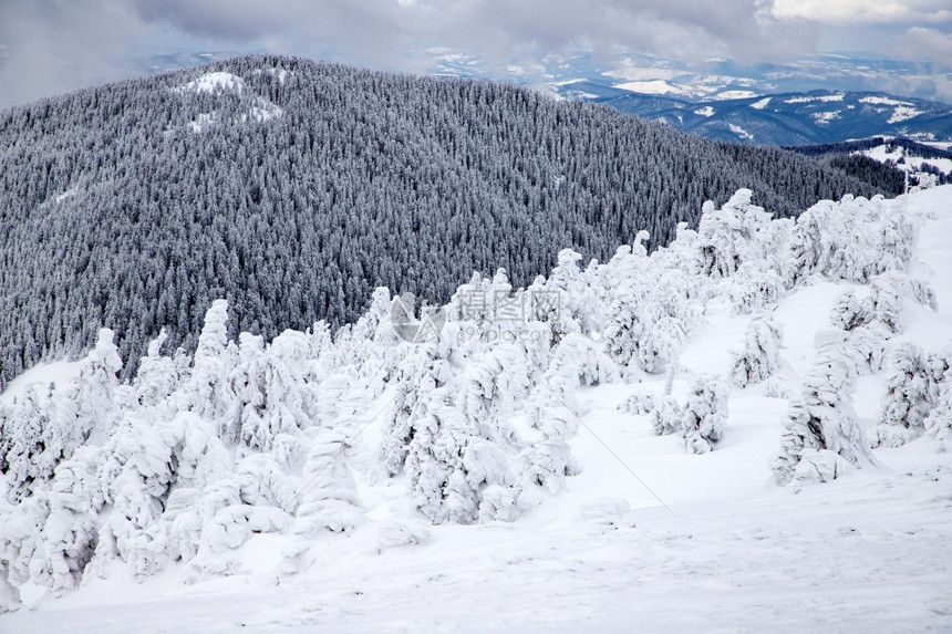 颜色太阳冬季风景有雪卷毛树户外图片