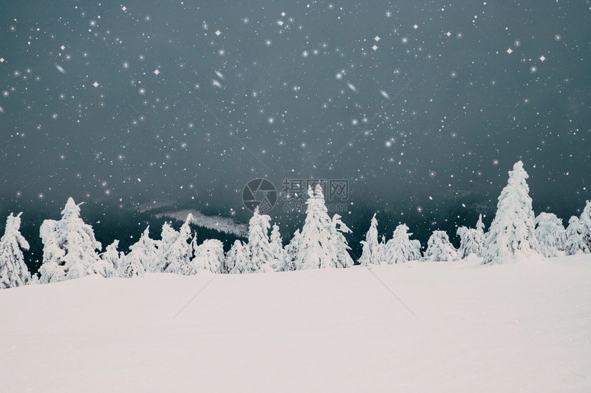白色的冷冻冬季风景有雪卷毛树美丽的图片