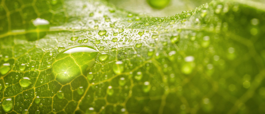 横幅一种绿色叶上透明雨水滴在绿叶宏观背景的回流空间上其底部为图片