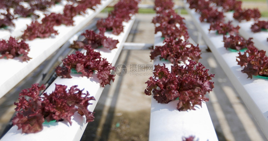 园艺胡椒自然种植于农户耕地的有机蔬菜和水栽种卷心图片