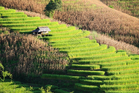 白饭生长植物泰国水稻梯田图片