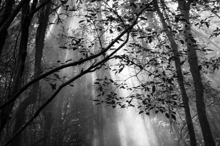 美丽的森林黑白天气色的空图片