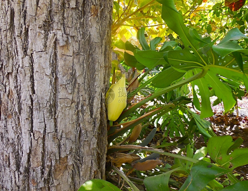 食物可爱岛绞刑成熟的可豆荚挂在种植园的树上图片
