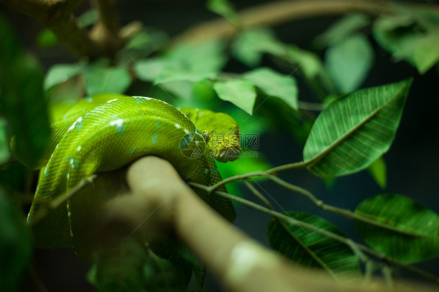 黄色的雨林里加绿蝮蛇从树枝上掉下来有毒液的绿蝮蛇图片