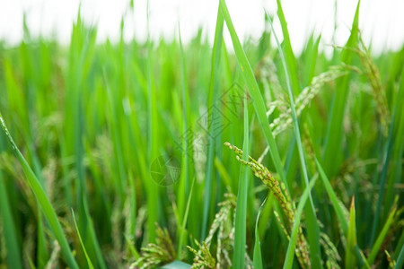 稻田和种植在绿色野中的稻米农作物食田夏天图片