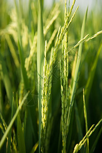 稻田和种植在绿色野中的稻米农作物生长食草地图片