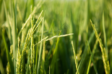泰国场地生的稻田和种植在绿色野中的稻米农作物草高清图片素材