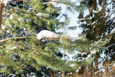 季节绿色林中下雪树枝在采石的林中发芽冬天图片