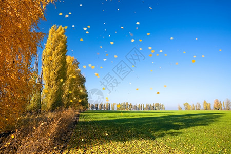 天气秋季风景空树木图片
