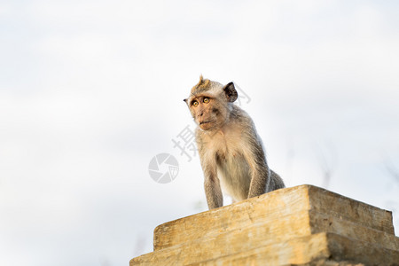 野生动物猴子动物园高清图片素材