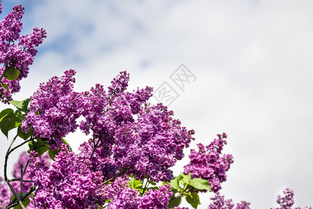 带有复制空间的紫色丁香和蓝天春横幅美丽的特里盛开丁香在夏日枝条植物群学明亮的高清图片素材