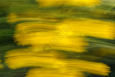 墨痕效果花朵风景优美花朵的抽象纹理和背景模糊照片以黄色和绿颜具有运动和连状效果的鲜花在黄色和绿颜中的移动和连续效应树叶快速地设计图片