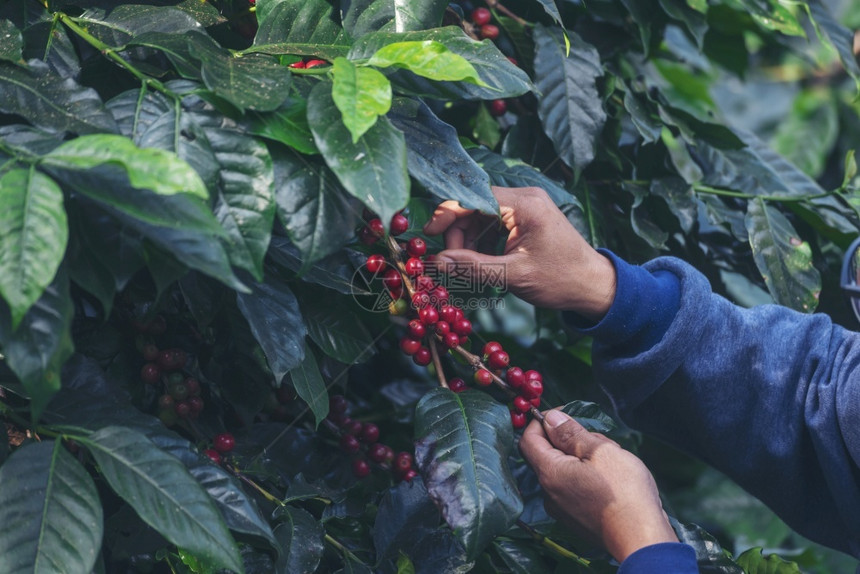 种植红莓树绿色生态有机农场的新鲜种子咖啡树增长近手收割红熟咖啡籽丰盛的阿拉伯果冻汁养殖咖啡庄园切开手收获红熟咖啡种子哥伦比亚豆庄图片