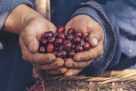 种植红莓树绿色生态有机农场的新鲜种子咖啡树增长近手收割红熟咖啡籽丰盛的阿拉伯果冻汁养殖咖啡庄园切开手收获红熟咖啡种子樱桃豆因背景图片