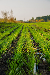 复制春天新鲜的生长在田间小麦幼苗生长在土壤中的年轻绿色小麦农作物生长在土壤中的田地生长小麦幼苗谷物高清图片素材