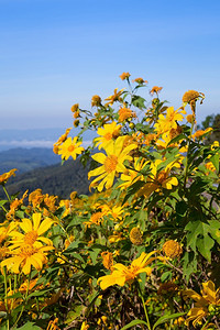 优酷会员儿子在泰国北部梅洪松省DoiMaeUKho山上有天文背景的墨西哥向日葵自然天空背景