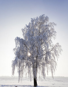 季节自然十二月冬天的Bare树在Birch冬天各处完全被雪覆盖冻后一片霜冬季的一棵树在Birch冬天是Bare树苍白高清图片素材