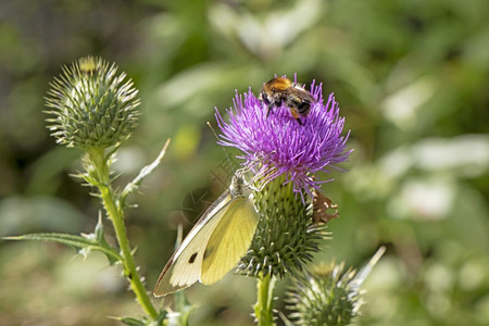 药物黄蝴蝶和大蜂在一朵美丽的布洛克紫色花朵上草本绽放图片