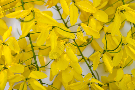 孤立白底黄色的花来自泰国的Javanesecasia花朵淋浴叶子自然图片
