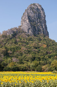 草地植物群泰国农村石灰岩山前当地农场的向日葵田泰国乡下地表石灰图片