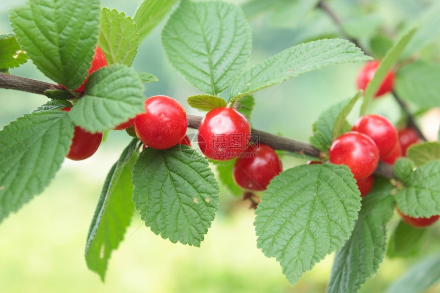 季节树枝上挂着的Prunustomentosa红莓图象夏天色的图片