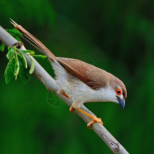 快速地荒野亚洲美丽的黄眼巴布勒鸟站在一根树枝上的Crysomma香肠图片