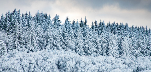 美丽的冬季风雪覆盖松树林的寒冬风雪天空花户外风景优美高清图片素材