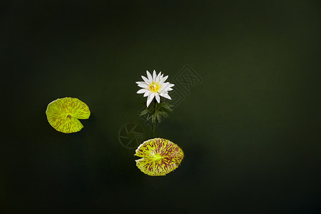 池塘中绽放的莲花和两片荷叶图片