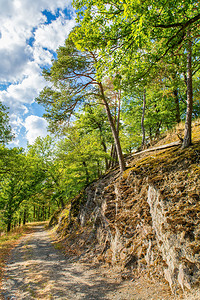 景观踪迹场沿着岩石的山道和佐伊兰森林中的树木在德意志图片