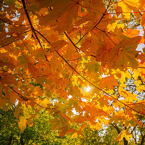 秋季森林树叶图片