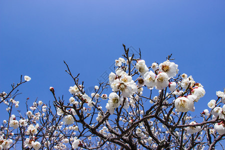 白梅花和蓝天空的明光背景在日本神庙天柳二可爱的蓝色自然图片