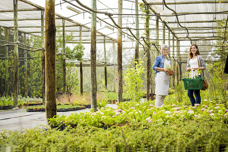 购物女美成熟的花店商帮助女顾客选择植物室内职业高清图片素材