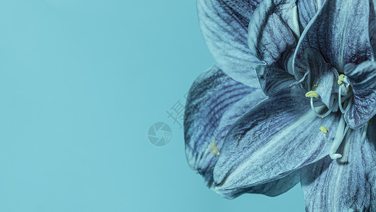 高分辨率照片漂亮蓝色花优质照片美的彩色照片四月天展示背景图片