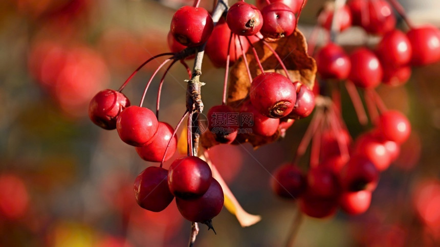 花园SorbusalnifoliaSorbusaucuparia树枝上的罗文浆果橙灰图片