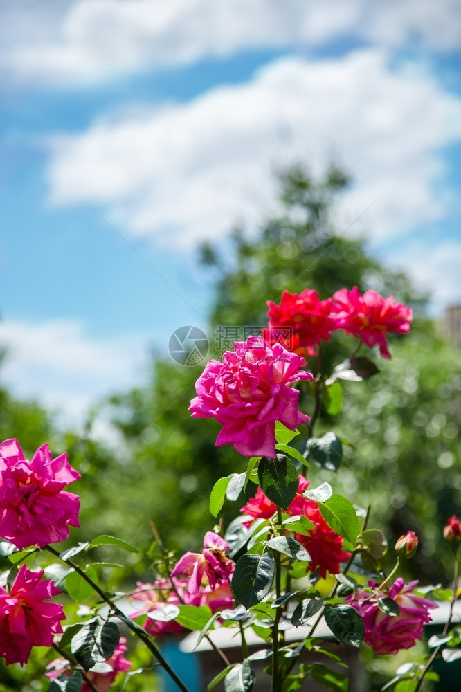 花瓣美丽的玫瑰树丛与蓝色的天空和白云对立绿色装饰图片