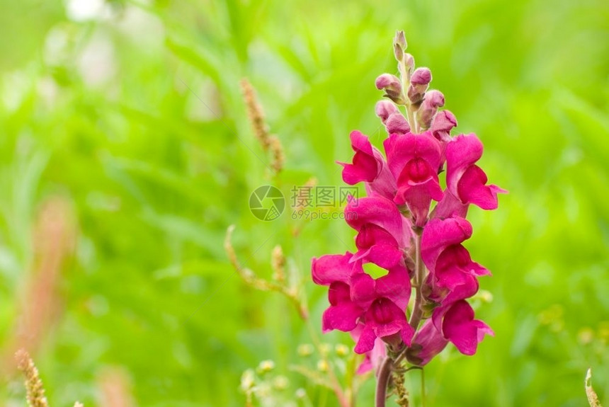 鲜绿的野生红松鼠花新绿色背景宁静农场草本植物图片