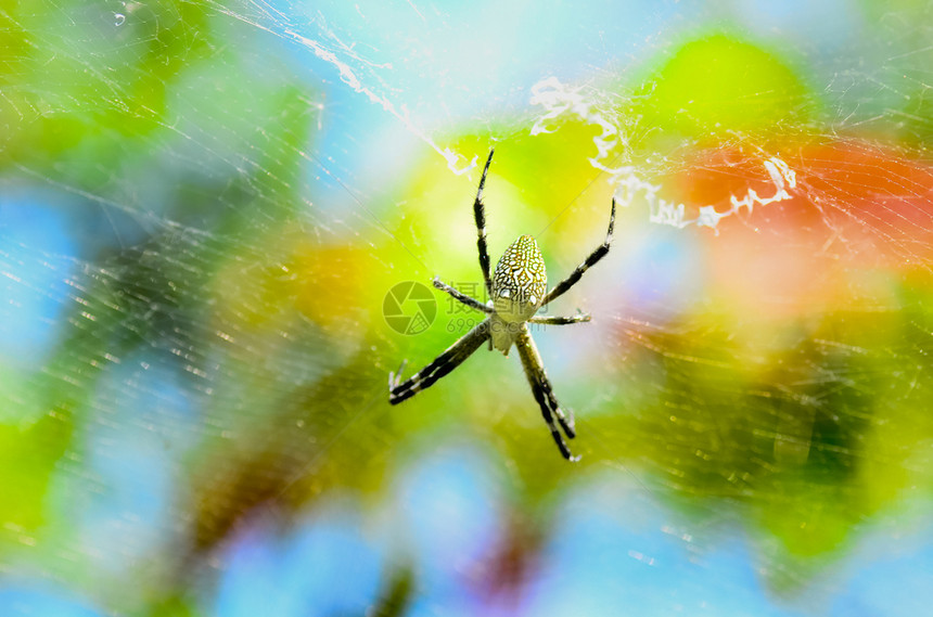闪耀水夏天和蜘蛛在多彩的天空上与阳光相伴的蜘蛛所创造网络艺术图片