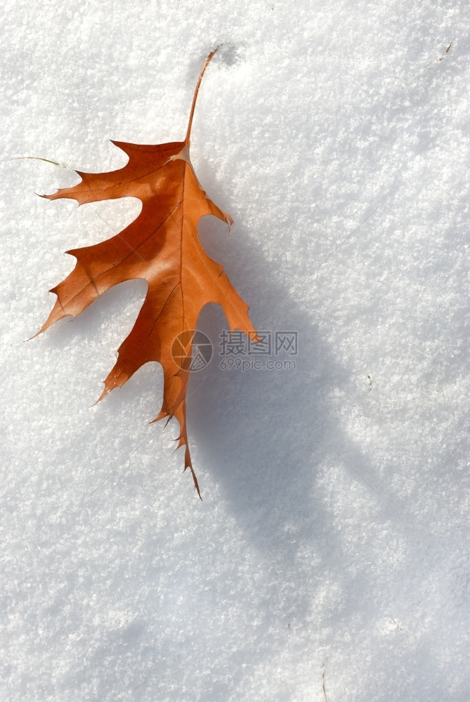 1月的棕叶落到初雪色的冷冻季节图片