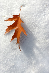 1月的棕叶落到初雪色的冷冻季节背景图片