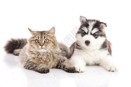 牙科眼睛猫和狗一起躺在白色背景上孤立无助团结图片