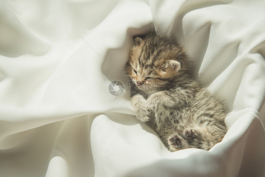 在阳光下睡觉的小奶猫图片