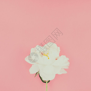 粉色背景上的白色花朵图片