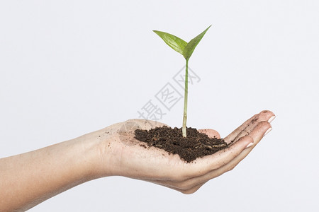 浇树女人手握扣合用植物商业投资拔罐节省绿化设计图片
