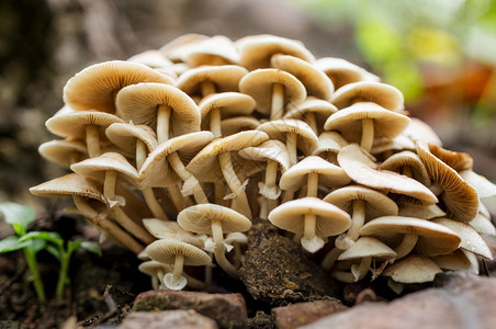 有很多大型木林蘑菇有真菌生长的蘑菇树上满是蘑菇背景的满帽子蔬菜健康高清图片素材