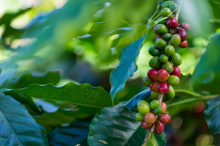浓咖啡红成熟的在野外树上的结果可用作咖啡背景阿拉比卡场地图片