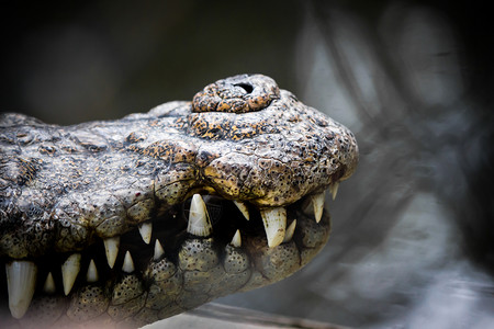 质地白色的捕食者鳄鱼猎人的嘴在笼子里用尖的牙和吓人打猎高清图片素材