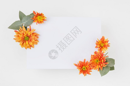 艺术空白的橙色菊花装饰纸白色背景图片